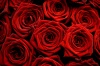 Red roses-wallpaper